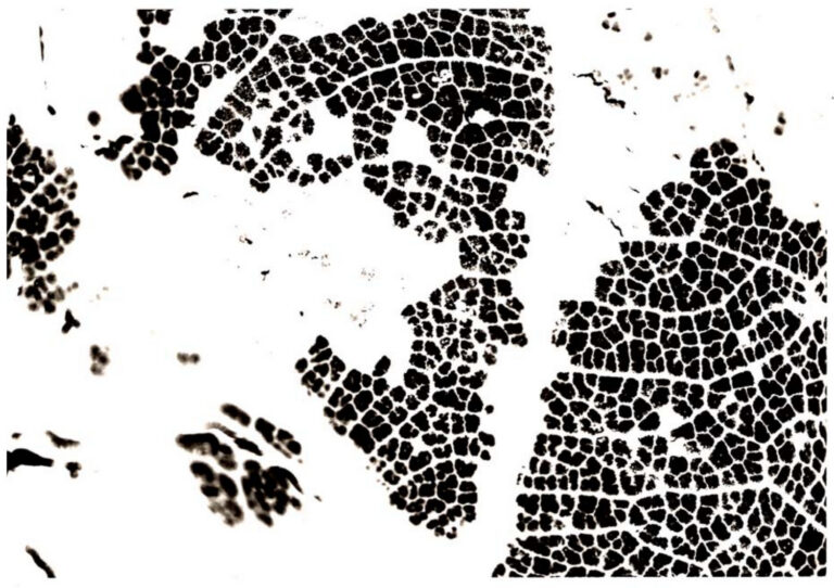Direct Image Transfer