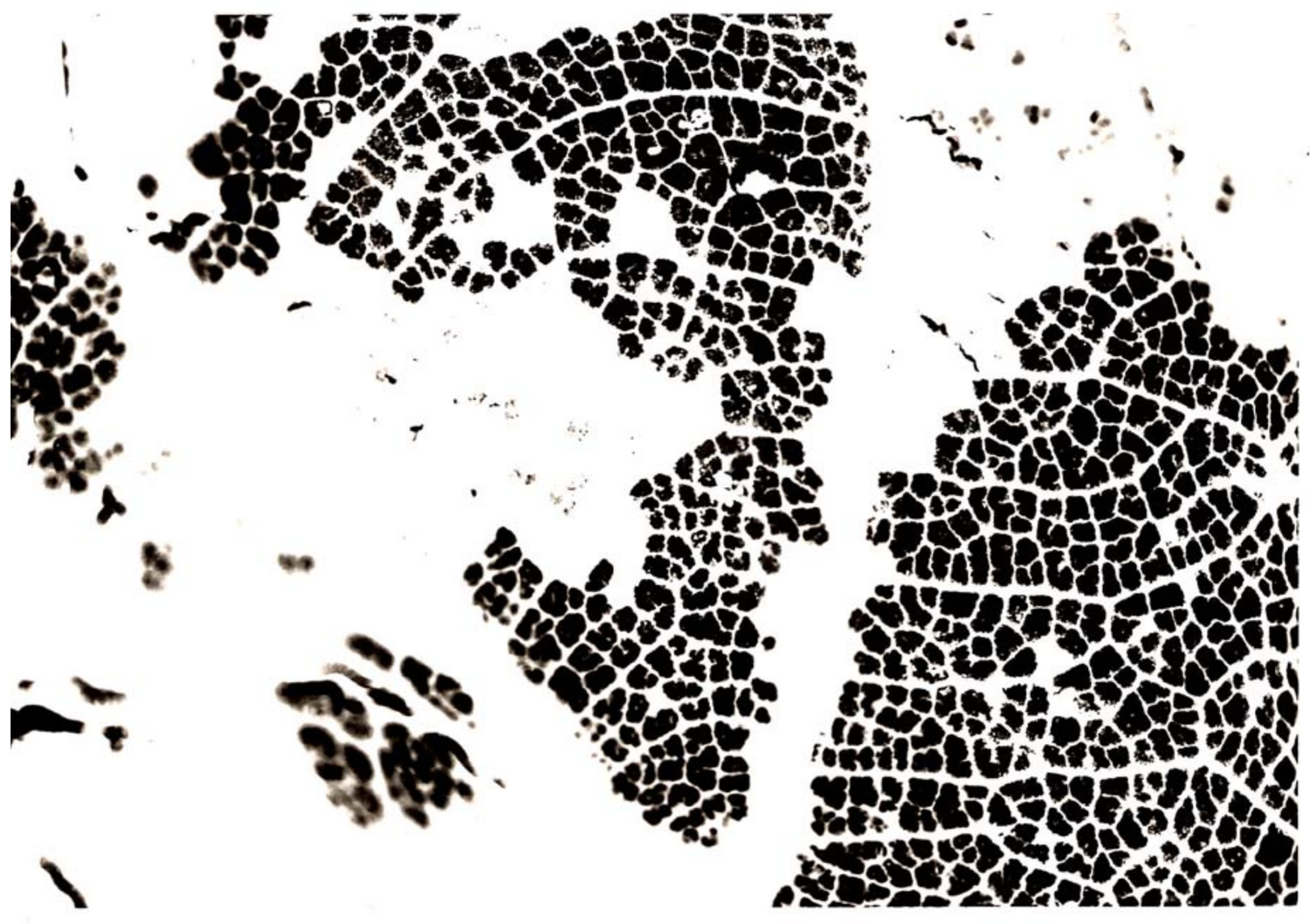 Photogram of a fallen leaf, its vein structure printed black on white photographic paper