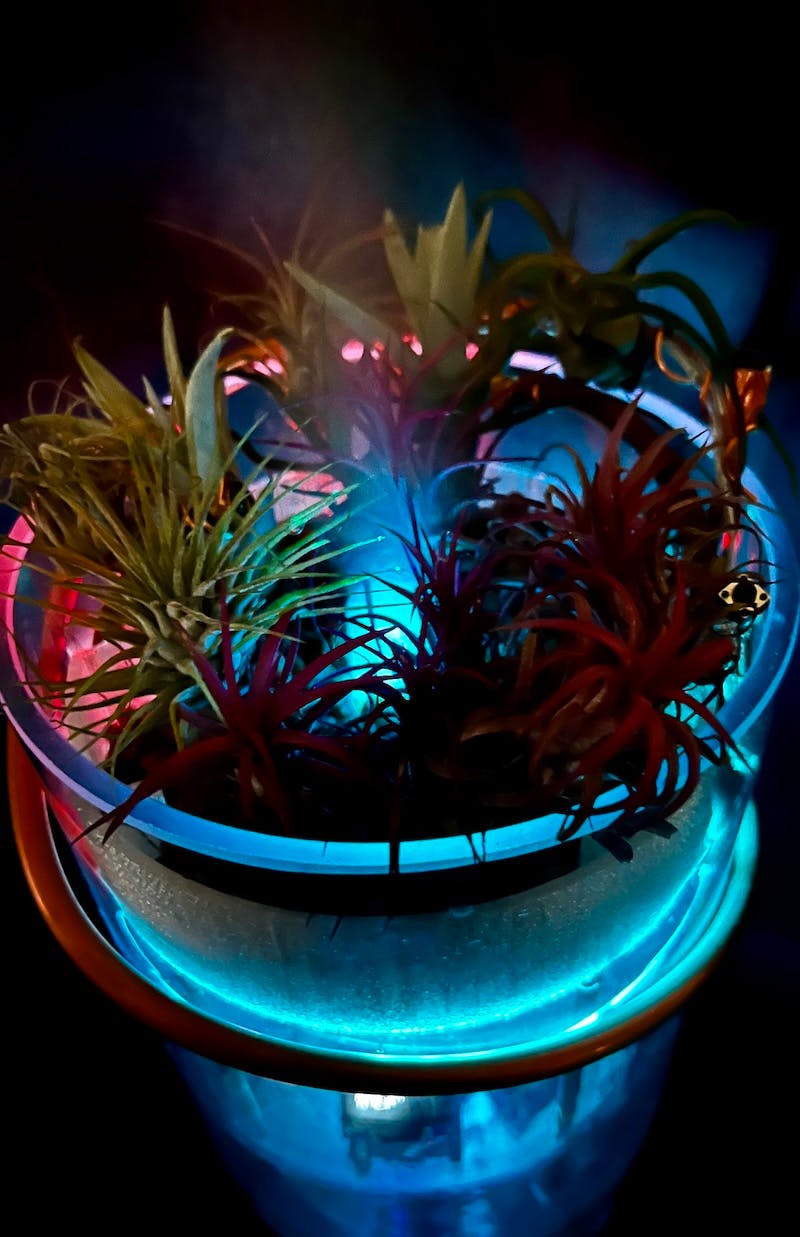 Smart Tillandsia Care
