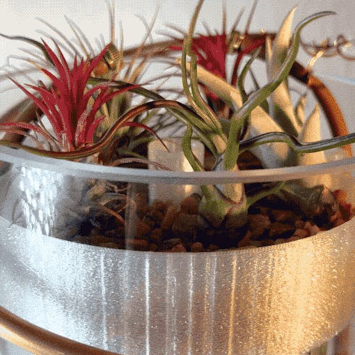 Close view of tillandsia air plants in the gravel dish